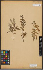 Foto von Salix alba L.